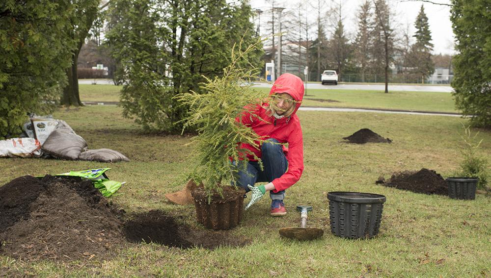 Femme qui plante un arbre