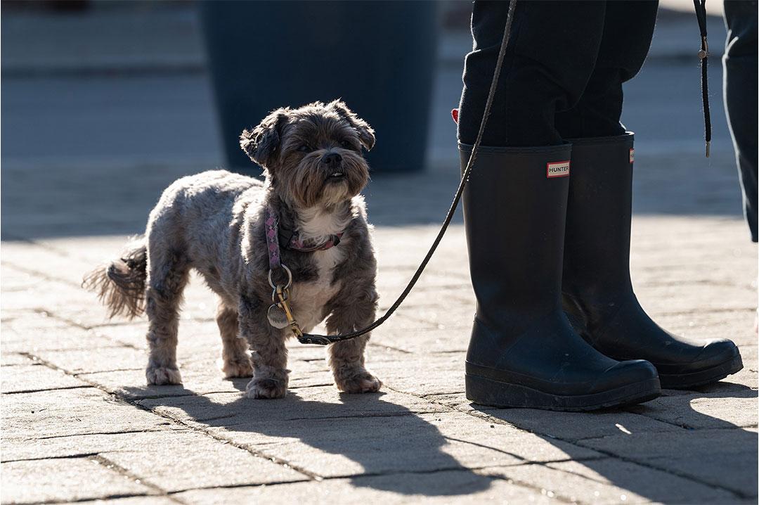 Images des rencontres citoyennes lors de la tournée terrain dans l'est de Montréal